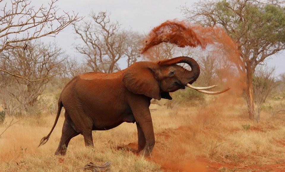 elephant-bathing-with-dirt